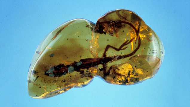 已灭绝的蜥蜴化石