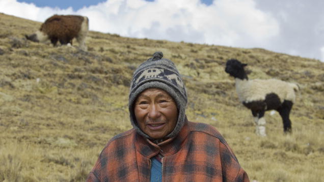 玻利维亚阿尔蒂普拉诺高原的美洲驼牧民