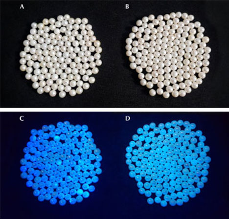 Loose pearls with and without optical brightening glow differently under long-wave UV light 