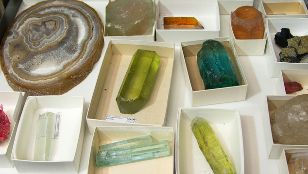 Savinarコレクション標本