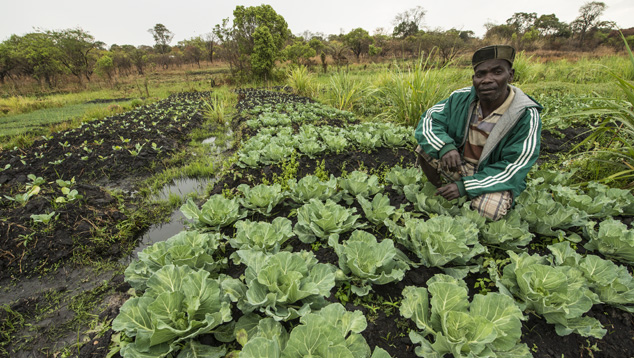 農業プロジェクト