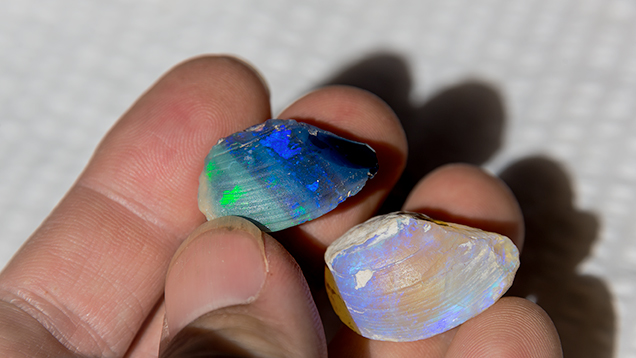 手持两个蛋白化贝壳