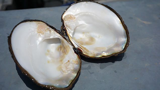 開いた淡水産貝の貝殻