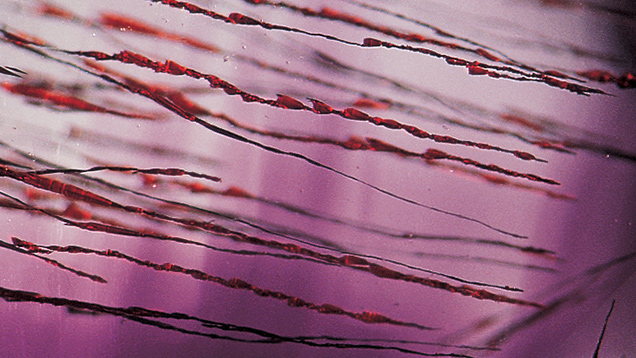 紫水晶中的深红色赤铁矿针状物