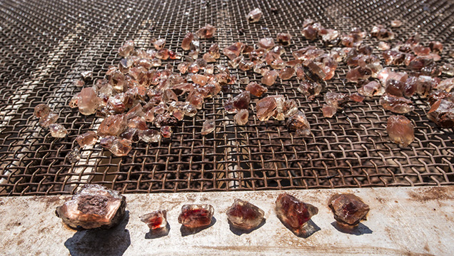 A lucky picker’s haul: A fine collection of “reds” decorate this screen. - Robert Weldon