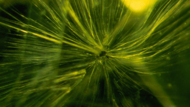 纤维蛇纹石“马尾”