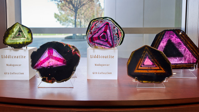 These liddicoatite slices were displayed at GIA in Carlsbad in honor of Richard T. Liddicoat's birthday. Photo by Kevin Schumacher/GIA