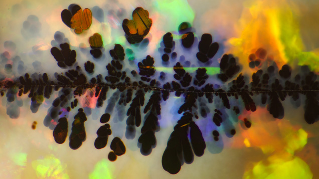 此澳大利亚蛋白石中的黑色氧化锰“羽状物”是一个很好的例子，诠释了艺术与科学在宝石学中的融合。 显微摄影：Nathan Renfro（南森·兰弗罗），视野为 5.85 毫米。 注意：除非另有说明，本文中的视野均指水平视野。