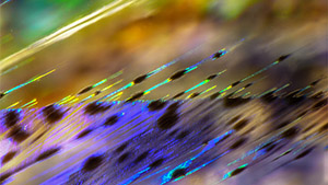 Spring 2022 Micro-World Banner