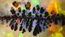 Photomicrograph of black manganese oxide “plumes” in an Australian opal