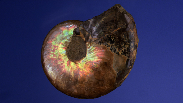 アンモライト VRL23128 アンモナイトシェル