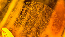 A “sun spangle” created in amber as a result of rapid cooling. Photomicrograph by Aamir Sayed; field of view 1.5 mm.