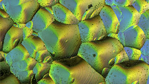 Winter 2025 Micro-World Banner