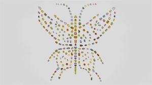 Aurora Butterfly of Peace（オーロラバタフライオブピース）