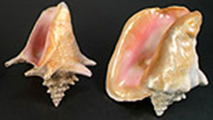 微細構造を理解すると、真珠や貝殻の外観と特性（光沢と硬度など）が明らかになります。