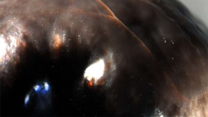 拡大すると、391.20粒の自然着色、天然ブリスター・パールの表面下に亀裂が鮮明に見えます。