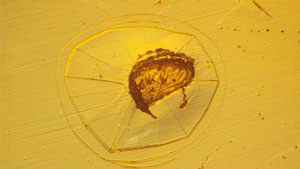 ノマルスキー微分干渉顕微鏡によって明らかになった興味深い特徴は、テーブルファセットの、いわゆるドームの縁にある盛り上がった突起のような円形亀裂で、また別のサファイアのプレートには、亀裂が分離して、ドーム基盤からクレーターの縁まで広がっている