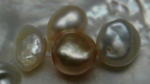 白蝶外（蝶外）の一部を背景として４つの核不使用海洋養殖真珠（NBCP）を撮影。