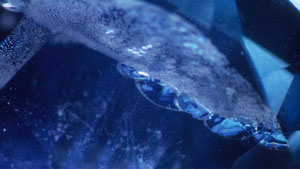 現在の宝石鑑別用顕微鏡では、「フィンガープリント」の孤立した流体包有物の内部特定は不可能だが、縁に沿ってガラス状の微小亀裂が見えるのが、高温熱処理が行われた証です。